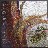 Pacific Yew by Barbara Hollinger